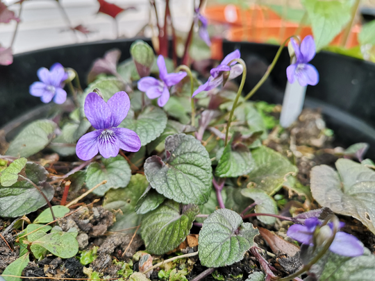 Viola Labradorica Seeds