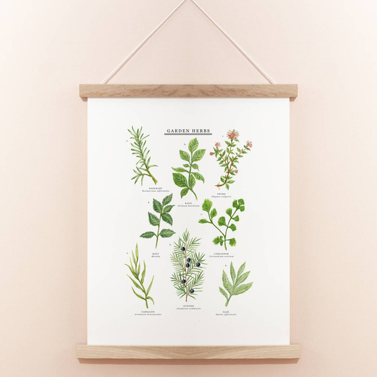 Garden Herbs Illustrated Giclée Print