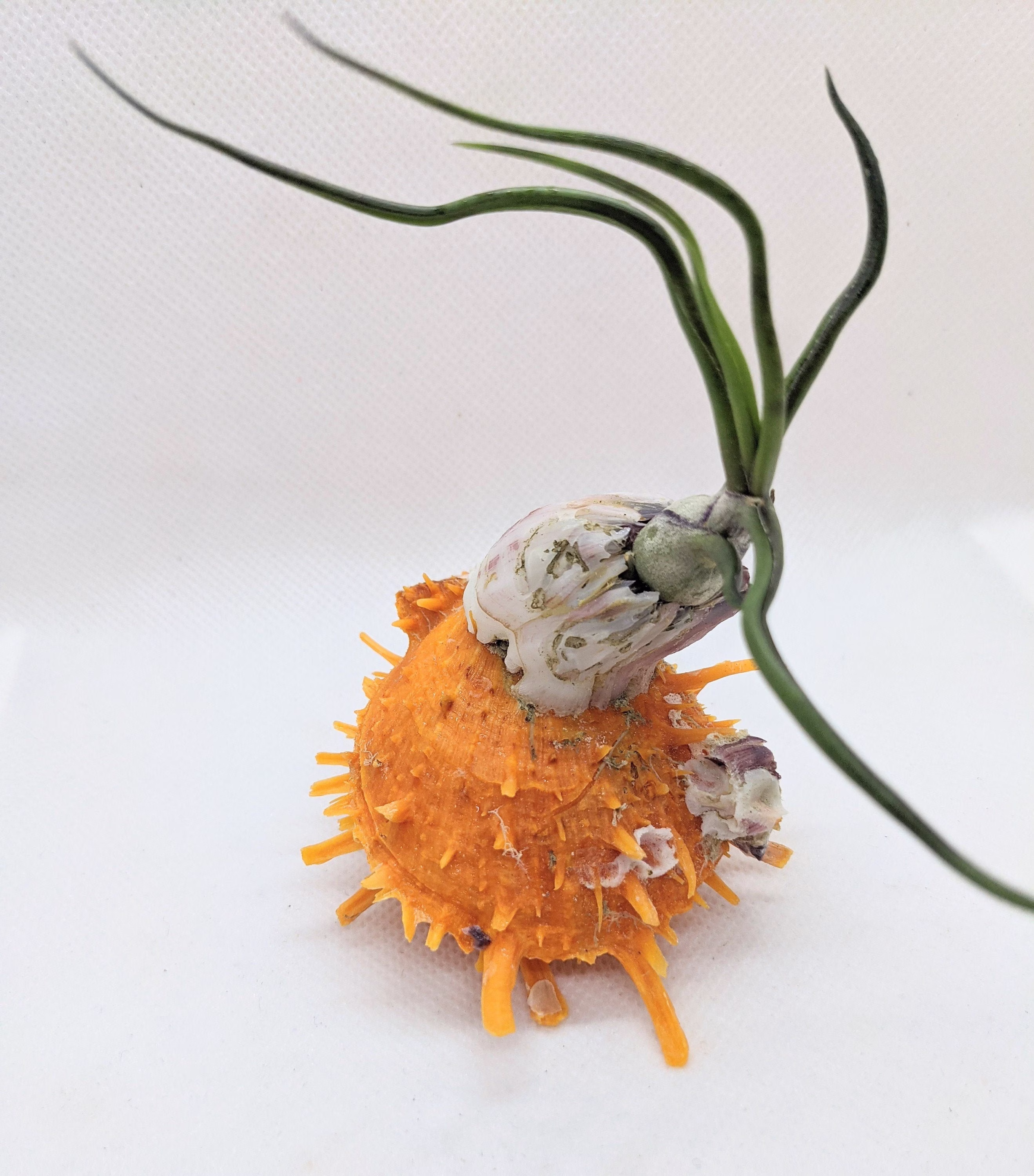 Air Plant Display One Of Kind Mounted On A Spiny Oyster Shell Including Air Bulbosa