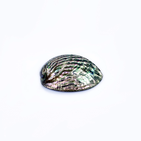Polished Abalone Shell
