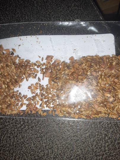 Chinese Hemlock Tree Seeds