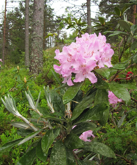 50 Rhododendron Smirnowii Seeds , Smirnow Rhododendron