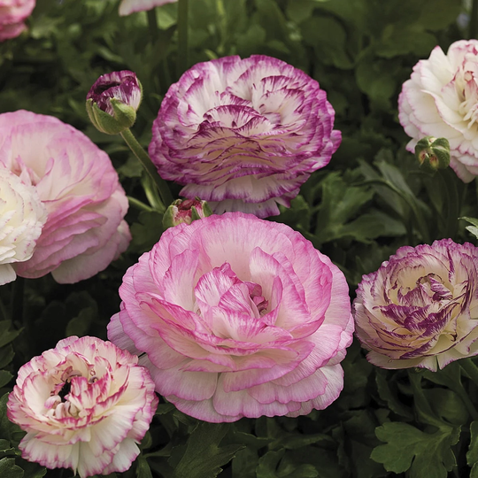 Ranunculus Seeds Mache Mix Bicolor 25 Pelleted