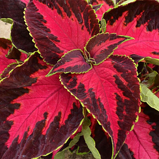 Rare Flower Seeds Solenostemon Scutellarioides Sun Chocolate | Packing 5 Pcs; Color Cherry, Coleus, Bonsai Flower, Tropical Plant