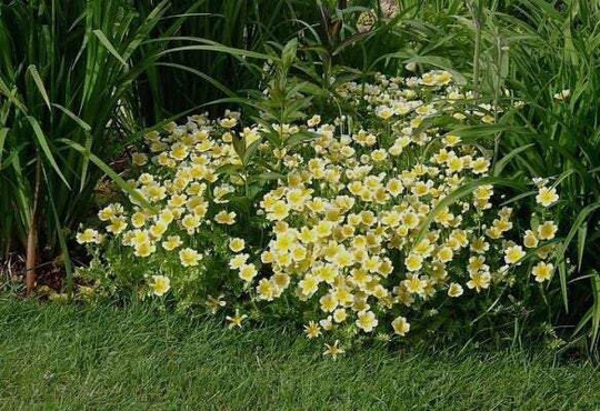 Limnantes Yellow & White Seeds