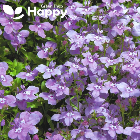 Lobelia Twilight Lilac - 5000 Seeds | Lobelia Erinus