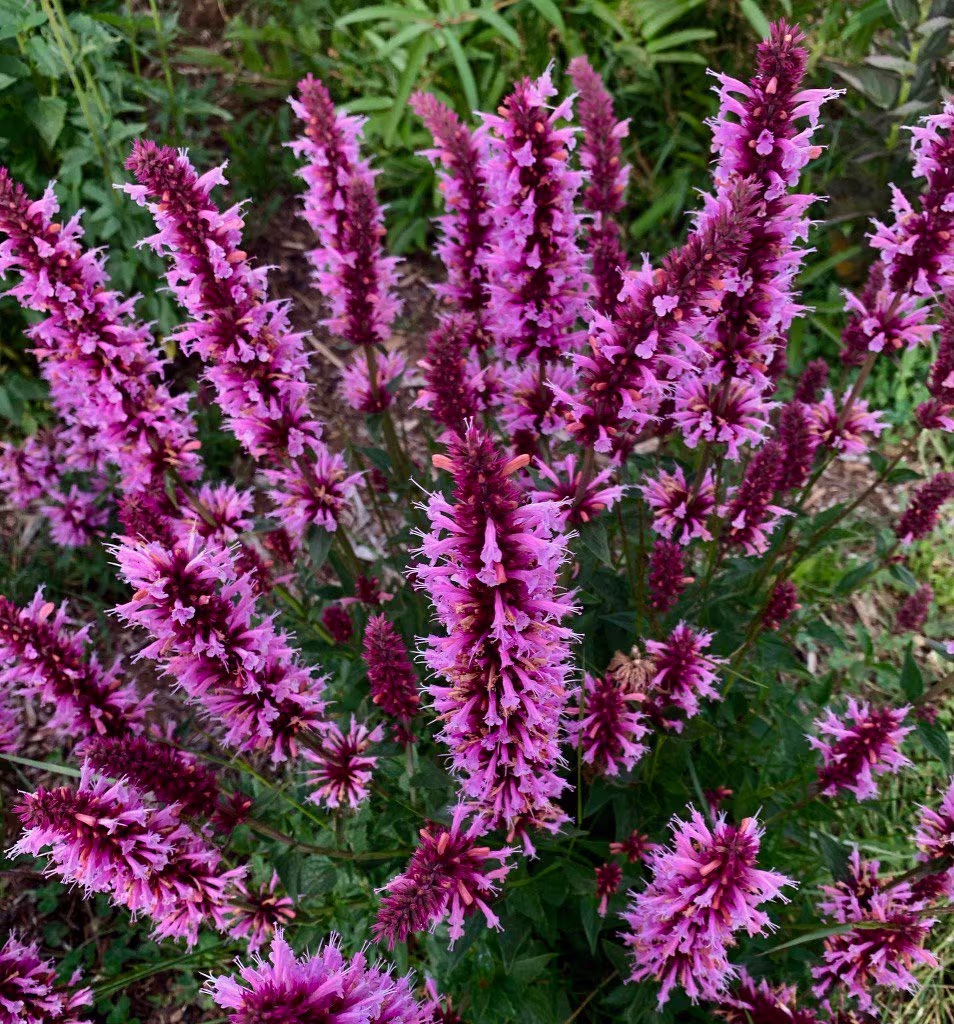 Agastache Pallida - Hybr Globetrotter Seed