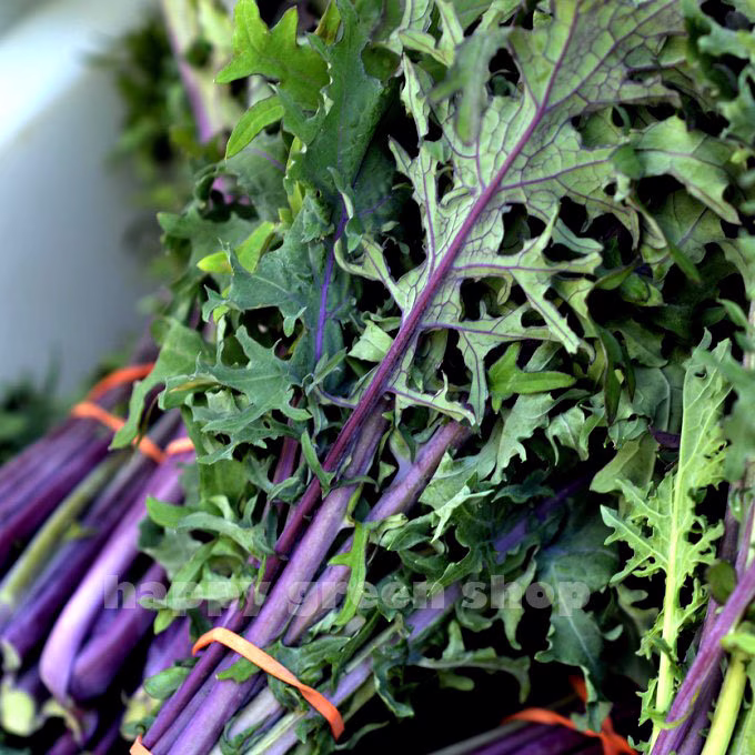 500 Seeds - Kale Red Russian Vegetalbe Seeds Purple Teams Blue Leaves