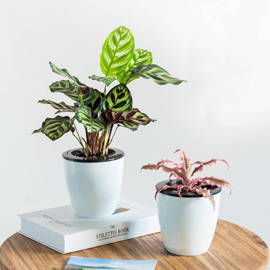 Pack Of Three Self Watering Plastic Pot Planters