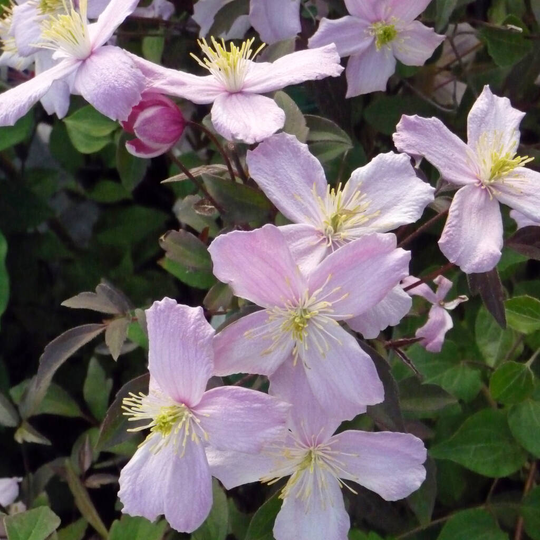 Personalised Gift Clematis Elizabeth