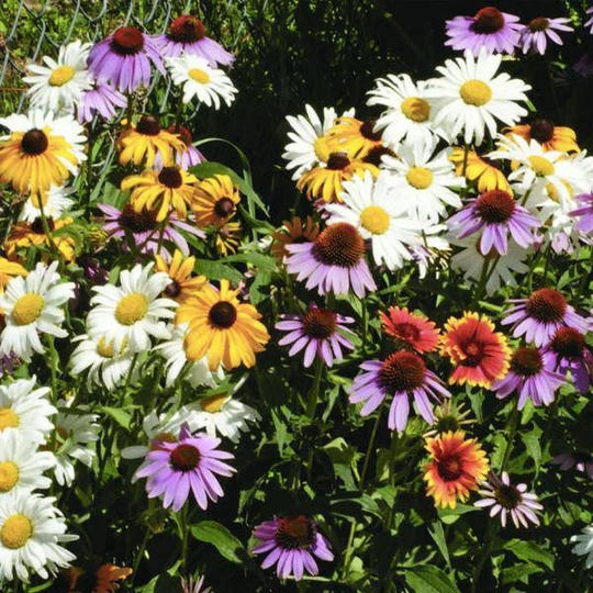 Perennial Wildflower Mix - Bulk Seed