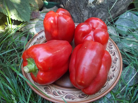 Sweet Pepper Seeds Californian Miracle Red