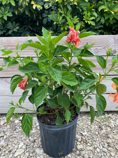 Hibiscus "Double Peach' 10