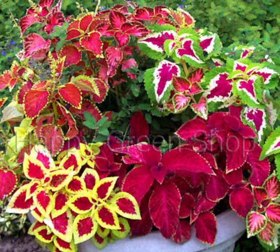 130 Seeds Coleus Blumei - Everest Formula Mix Exotic Plant