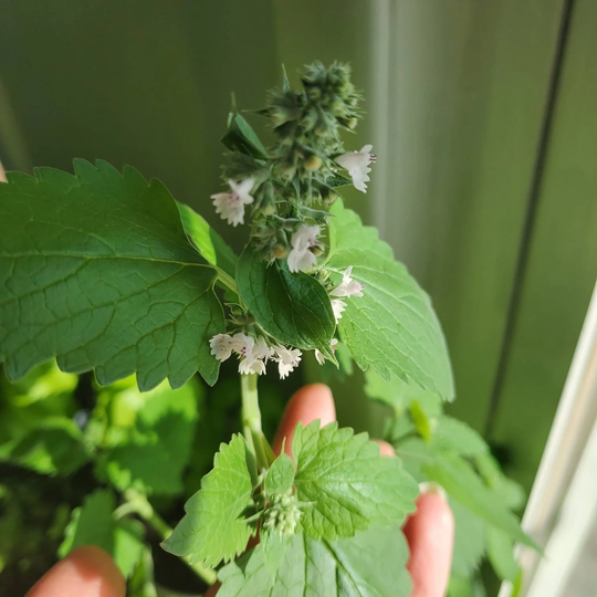 Catnip Seeds - 50 Seeds Per Pack