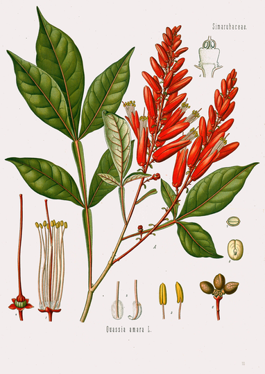 Herbs & Medicinal Plants Antique Prints High Res. Printable Images - Download Link
