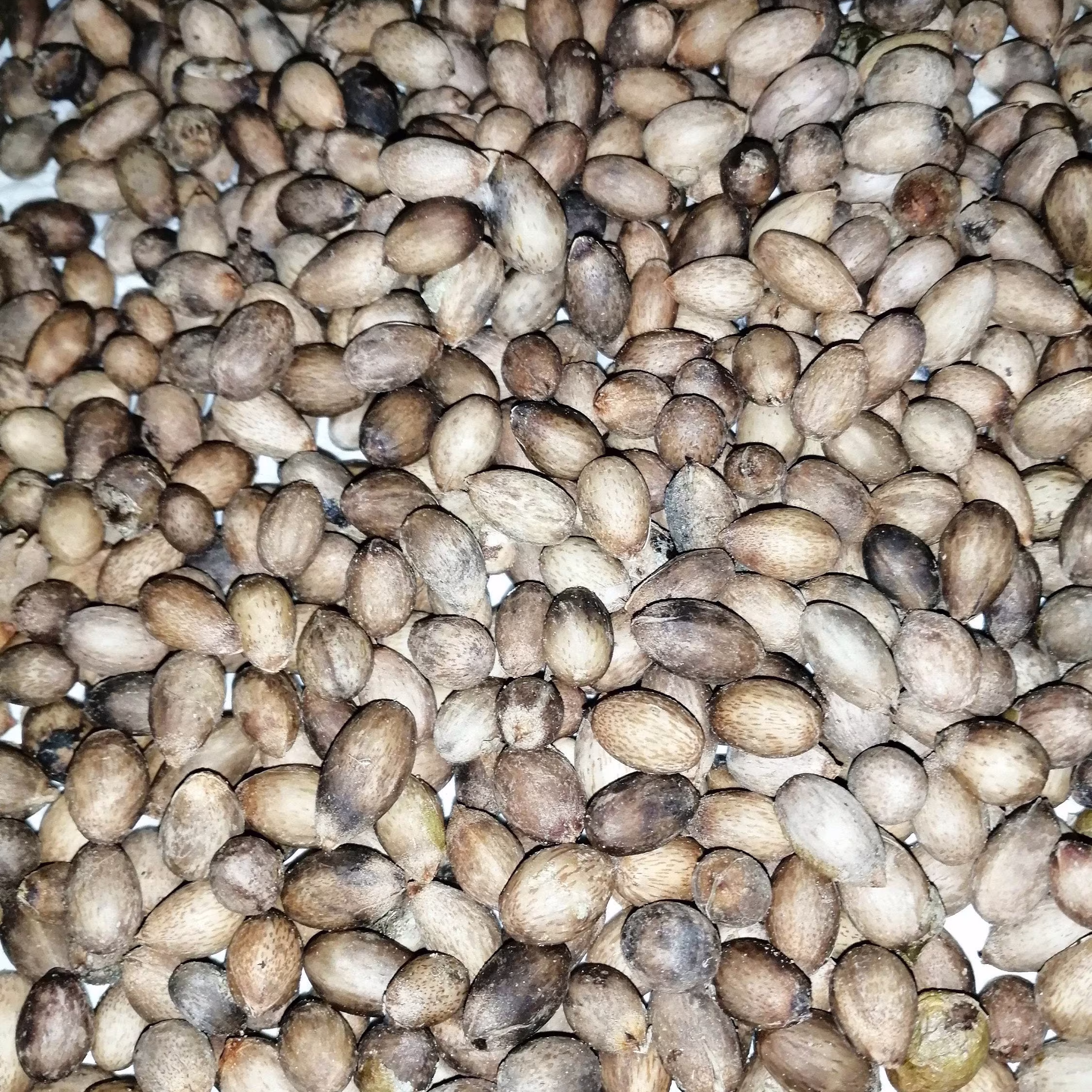 Ceylon Cinnamon Seeds-Organic Outdoor & Indoor Seeds Bonsai Plant Seeding