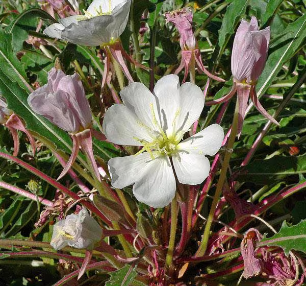 Oenothera Caespitosa | Fragrant, Tufted Or White Evening-Primrose 10 Seeds