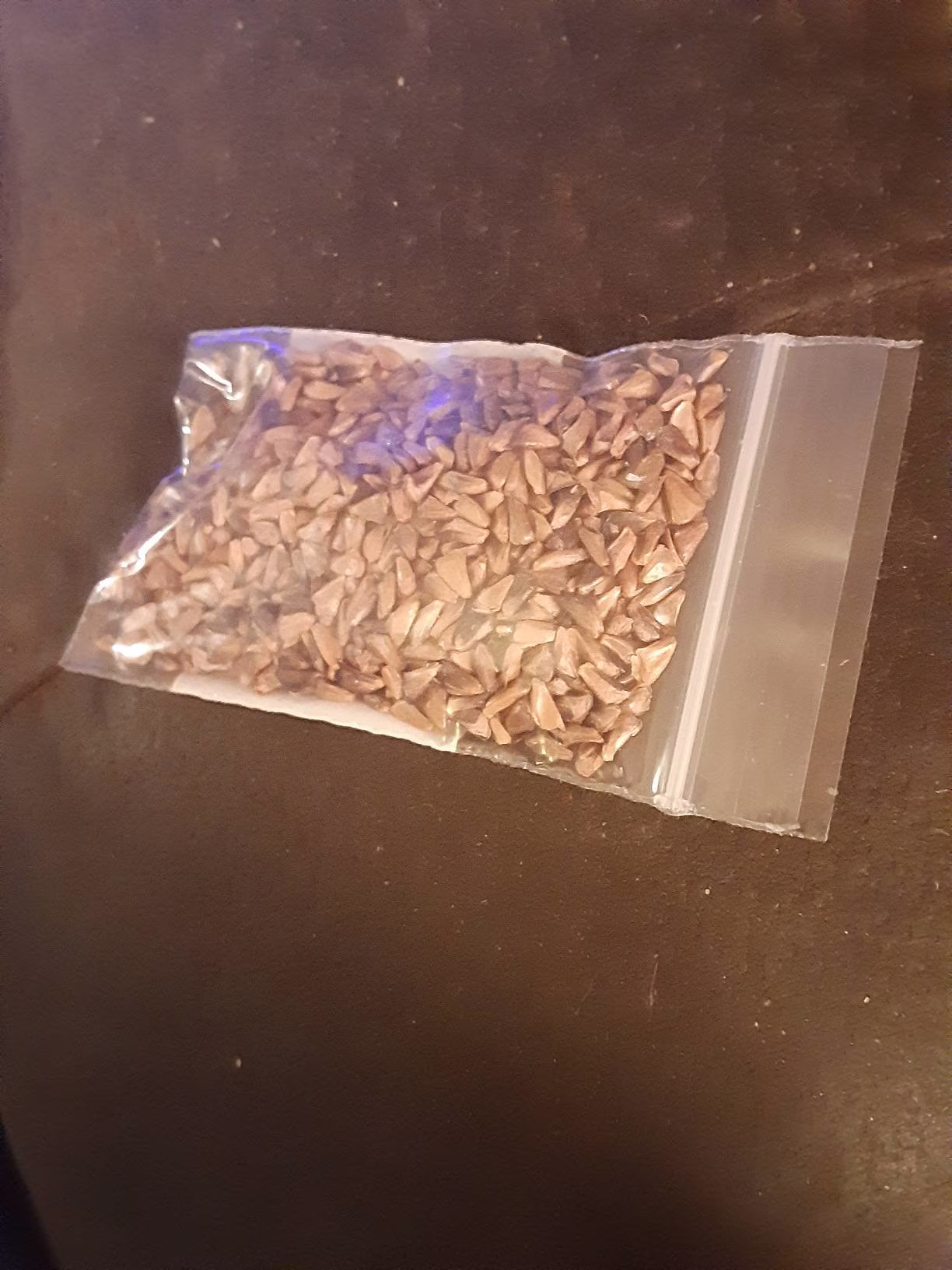 Fraser Fir Tree Seeds
