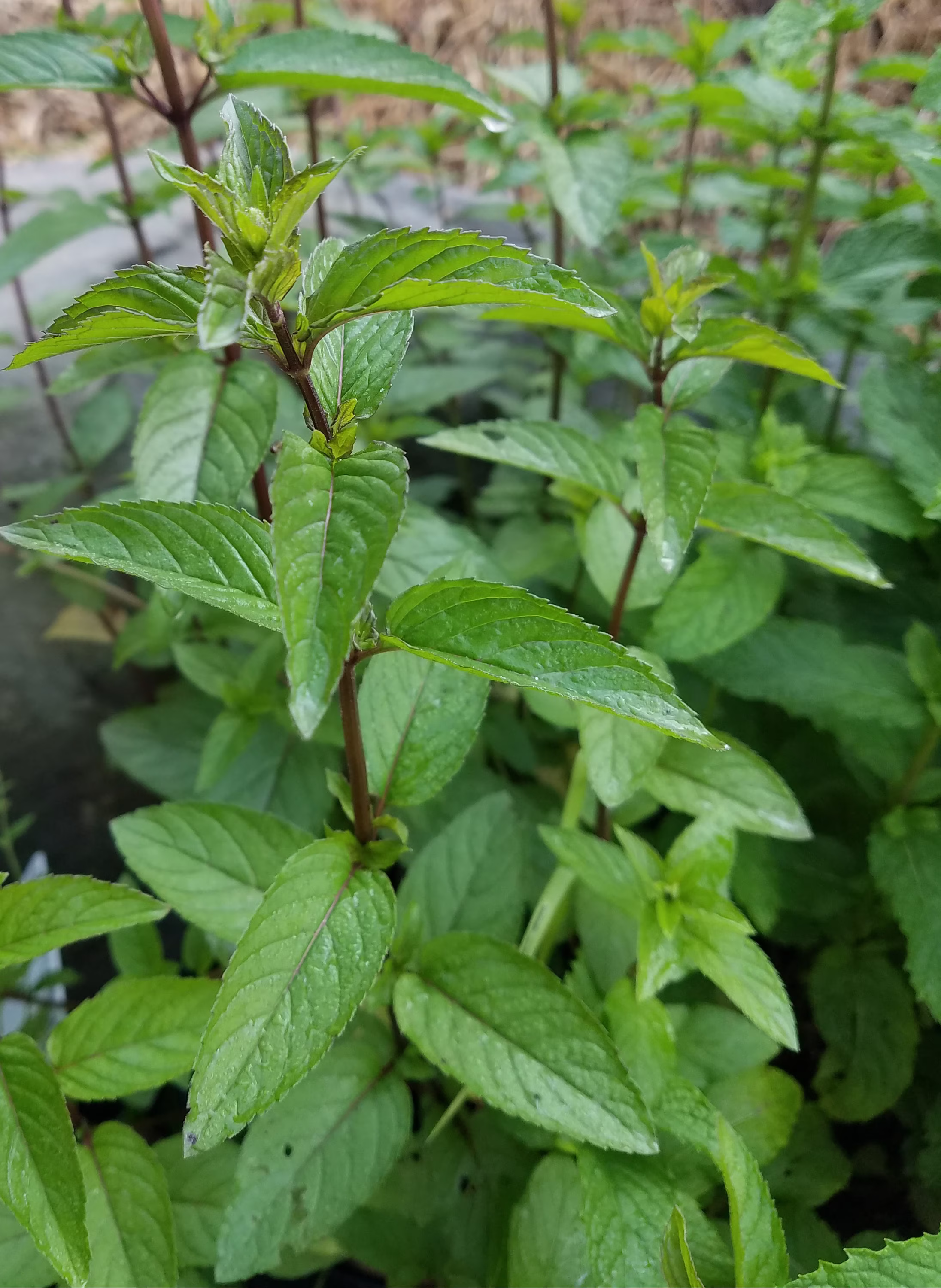 Chocolate Mint Plant