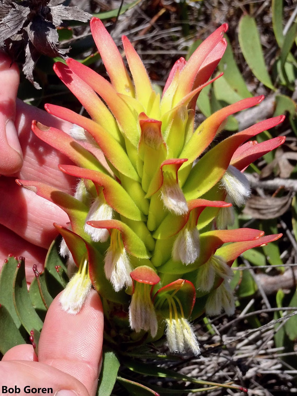 Mimetes Fimbriifolius - Cowl Pagoda Fringed Rare 5 Seeds