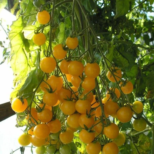 Cherry Tomato Goldkrone Seeds Open-Pollinating Non Gmo For Planting | 204575