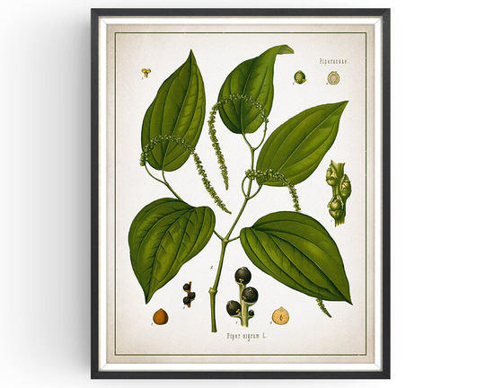 Black Pepper - Botanical Print Vintage Aromatherapy Medicinal Plant Botany Decor Kitchen Art Unframed