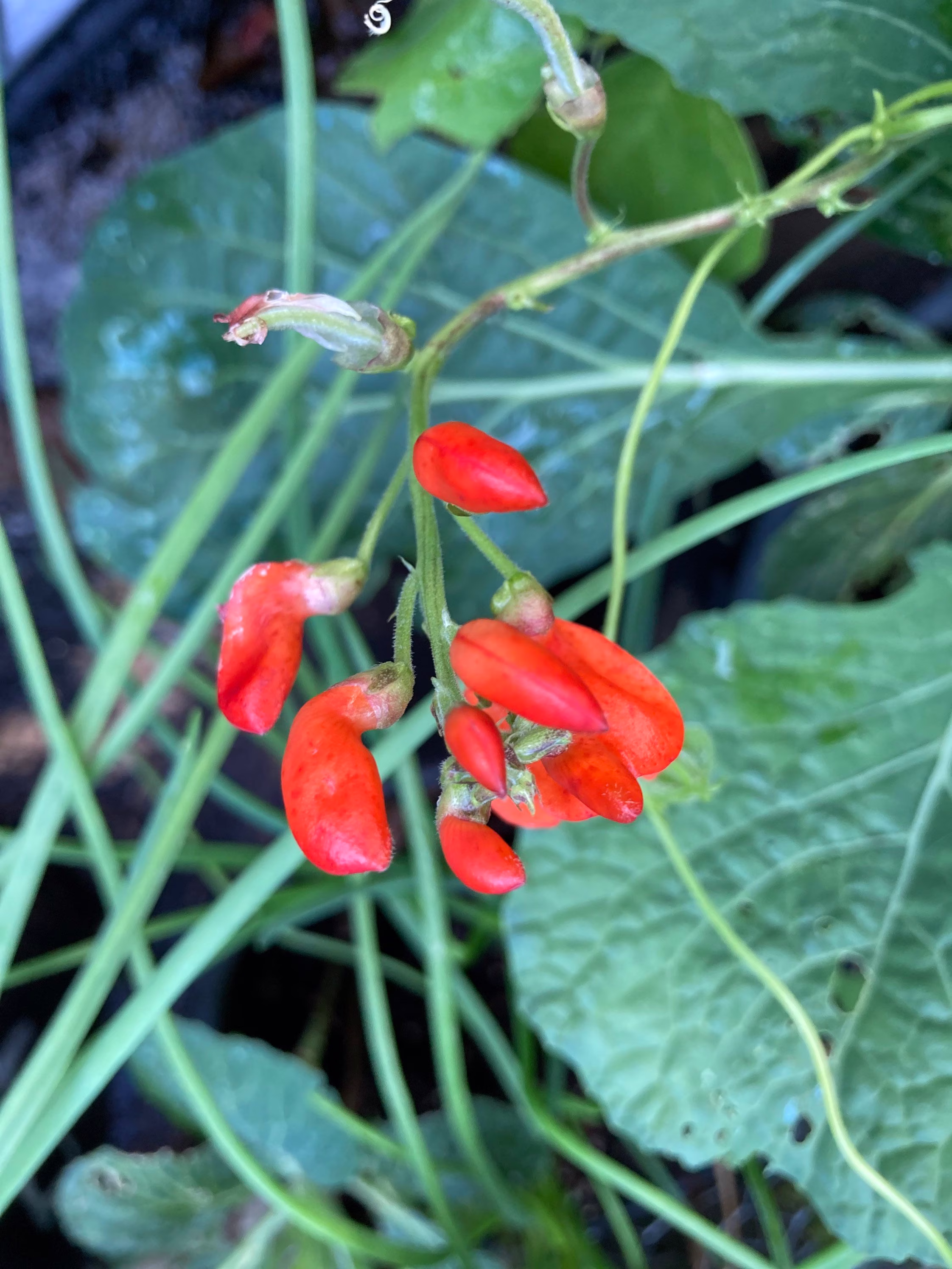 Runner Bean Seeds For Sale - Grow Your Own Beans Free UK Postage