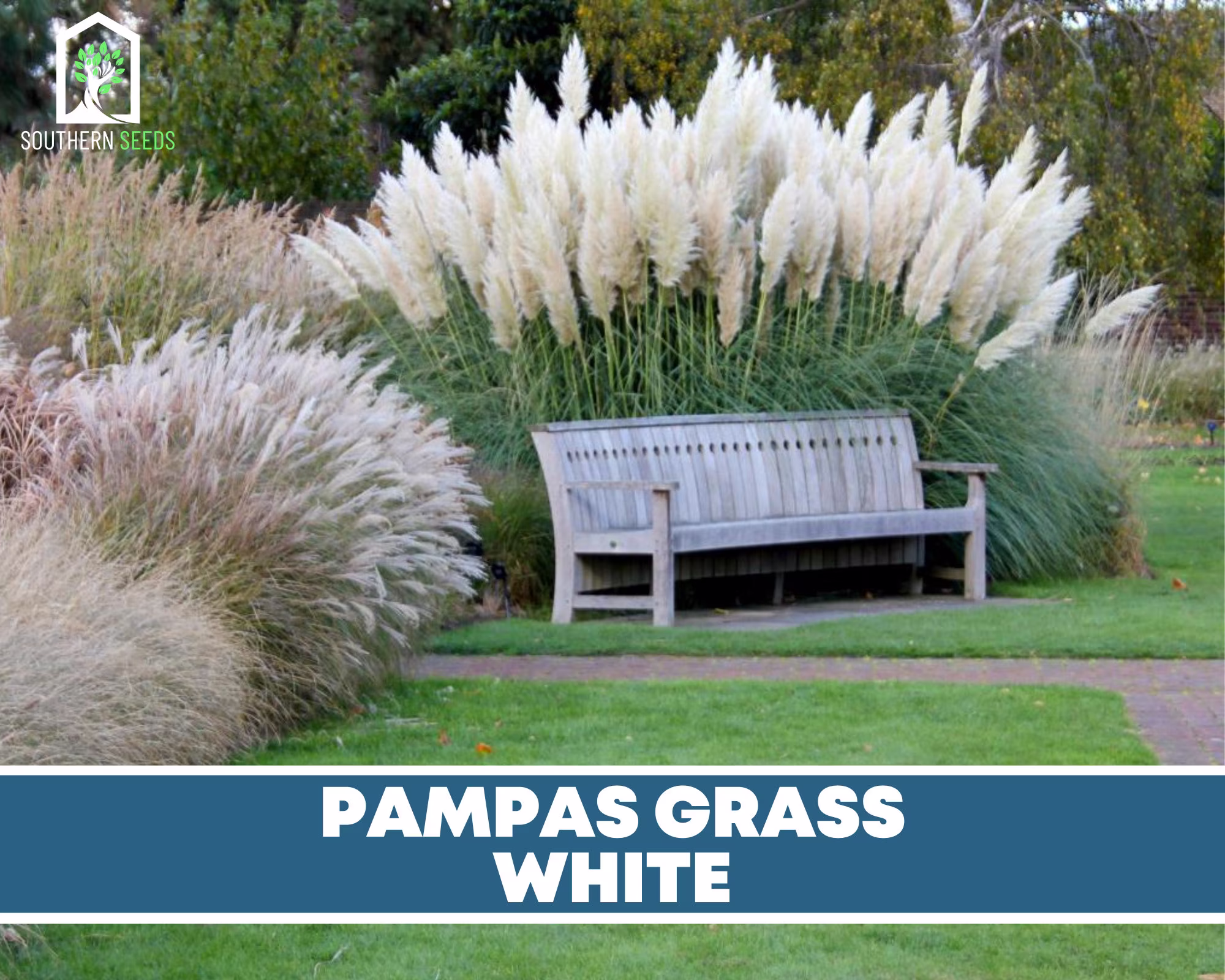 Pampas Grass, White - 100 Seeds | Cortaderia Selloana