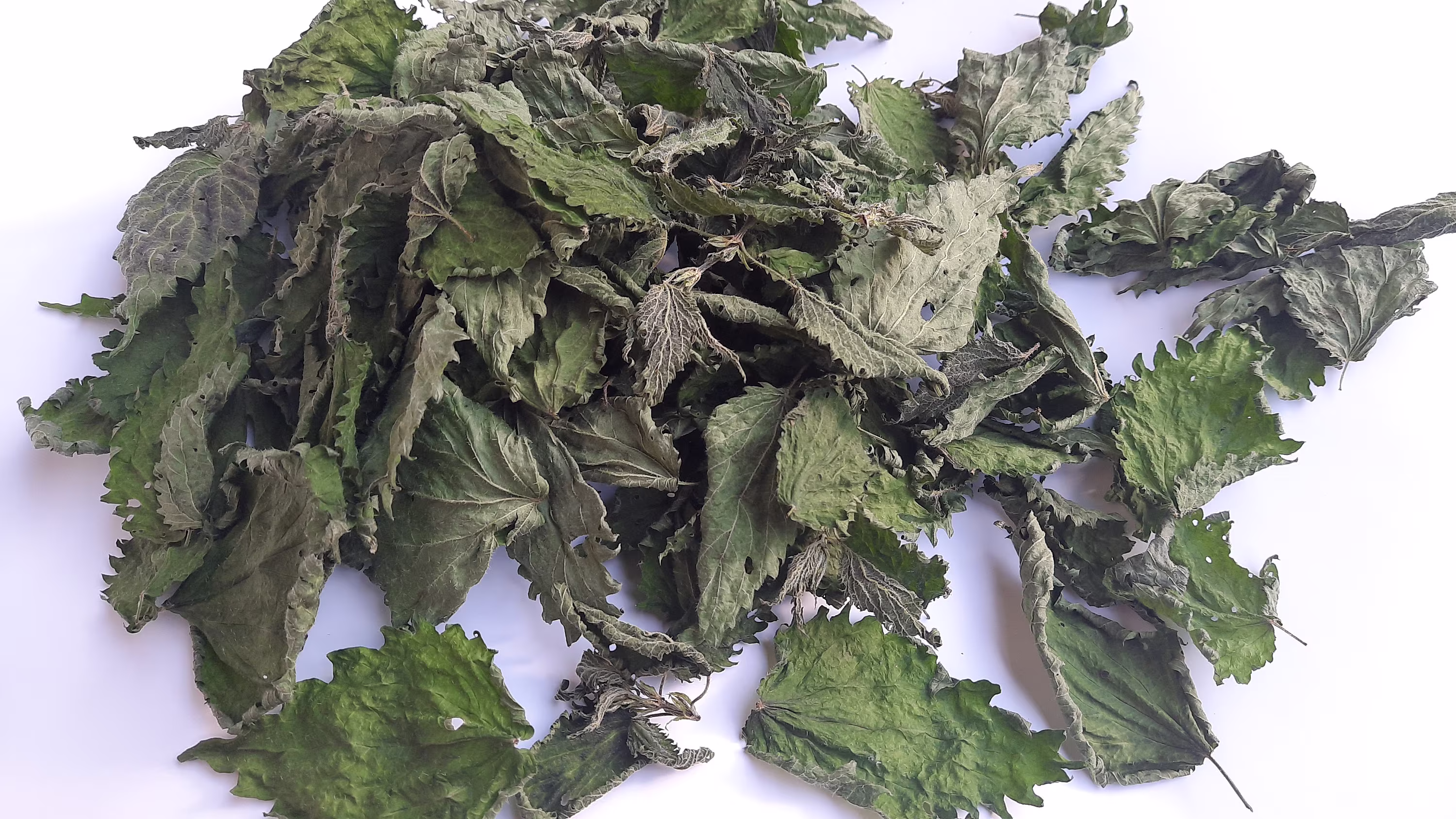 Dried Wild Nettle Leaves - Whole Leaf Harvest June 2022