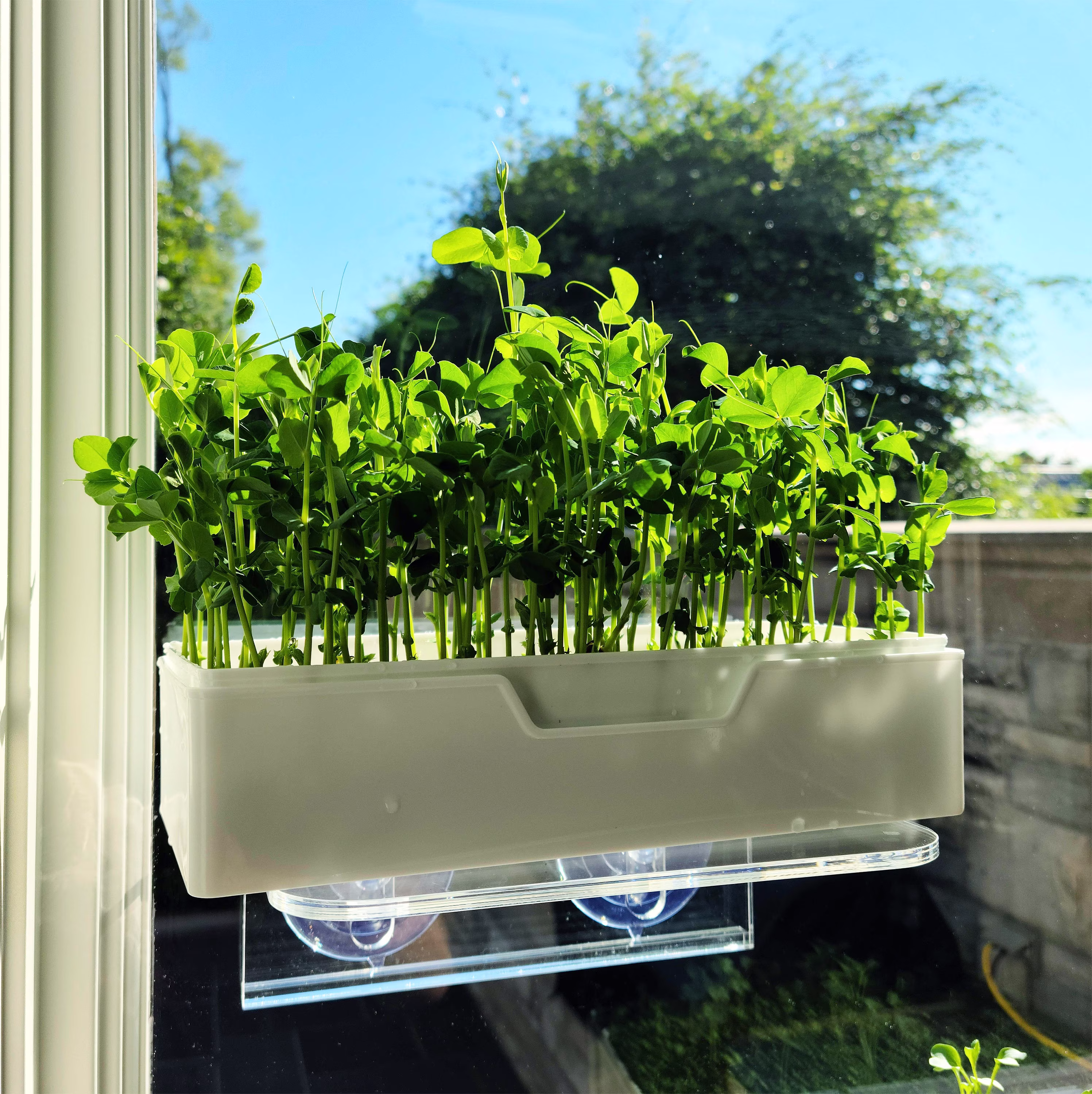 Microgreen Window Garden Kit, Salad Greens Indoor Gardening Starter Set, Windowsill Greenhouse Seeds, Eco-Friendly Plant Shelf Gift