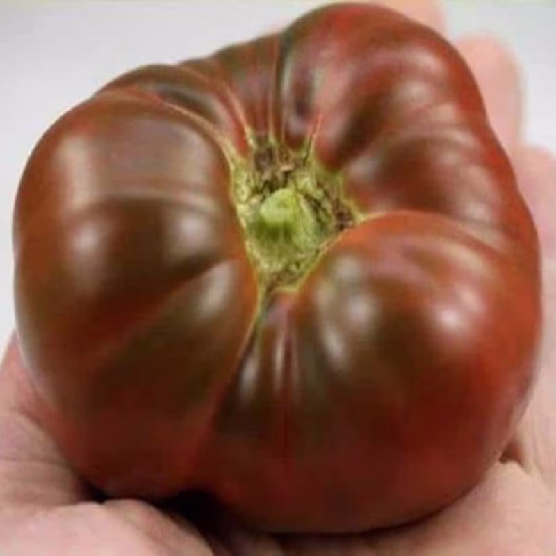 Tomato Calvados Seeds Heirloom Non Gmo For Planting | 204467