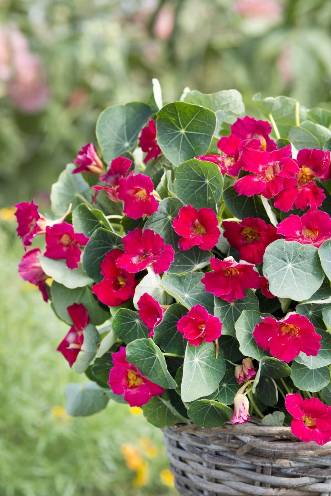 Nasturtium Cherry Rose Seeds - 12 Organic Flower Seed