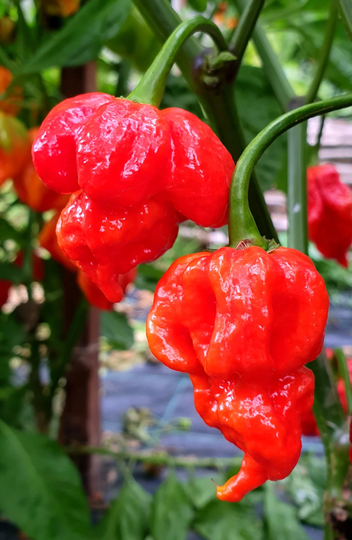 30 Organic Naga Viper Chili Chilli Seeds Samen Semi Sementi Somen Graines Nasiona Zaad Zaden Sementes Siemenet Semillas 3rd World's Hottest