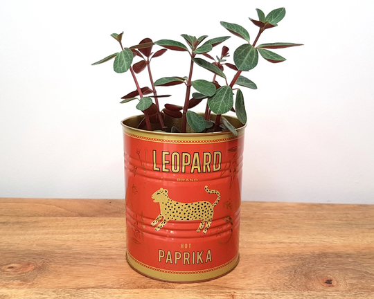 Decorative Plant Pot Paprika Tin, Small Vintage Storage Tin