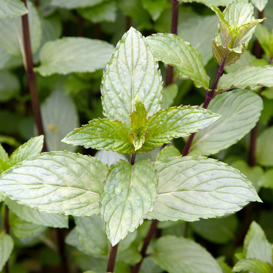 Herb Plants Mint 'After Eight' In 9cm Pots