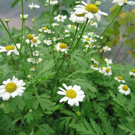 Feverfew Seeds | Tanacetum Parthenium, Organic