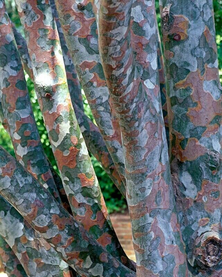 5 X Lacebark Pine | Pinus Bungeana Seeds