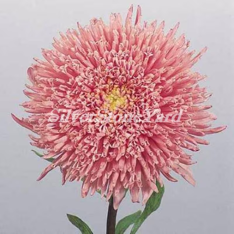 Aster Seeds, Princess Hella, Salmon Aster, 0, 25G Ukrainian Organic Sw708