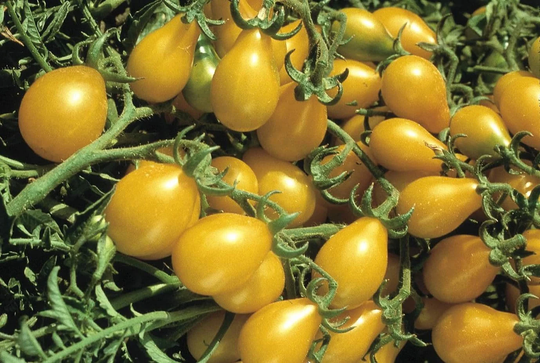 Heirloom Yellow Pear Tomato Seeds, Cherry Tomatoes, Easy To Grow Very Tasty Tomato, Shape Vegetable Seeds