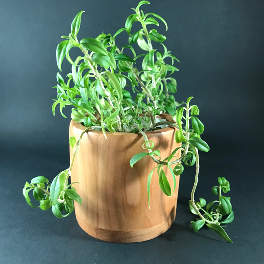 Cherry Wood Indoor Planter Round