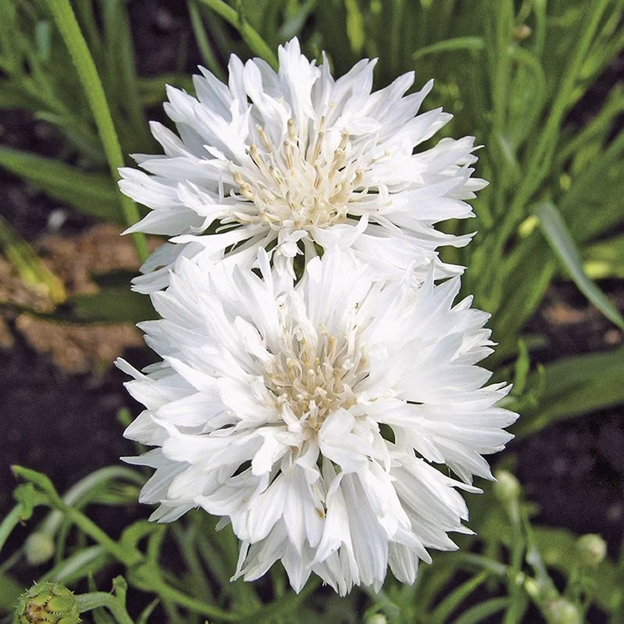 Cornflower Snowman Approx. 100 Seeds, Dwarf Cottage Garden Annual